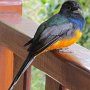 Black-throated trogan on our porch